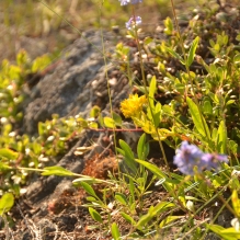 photo crocus on rocks